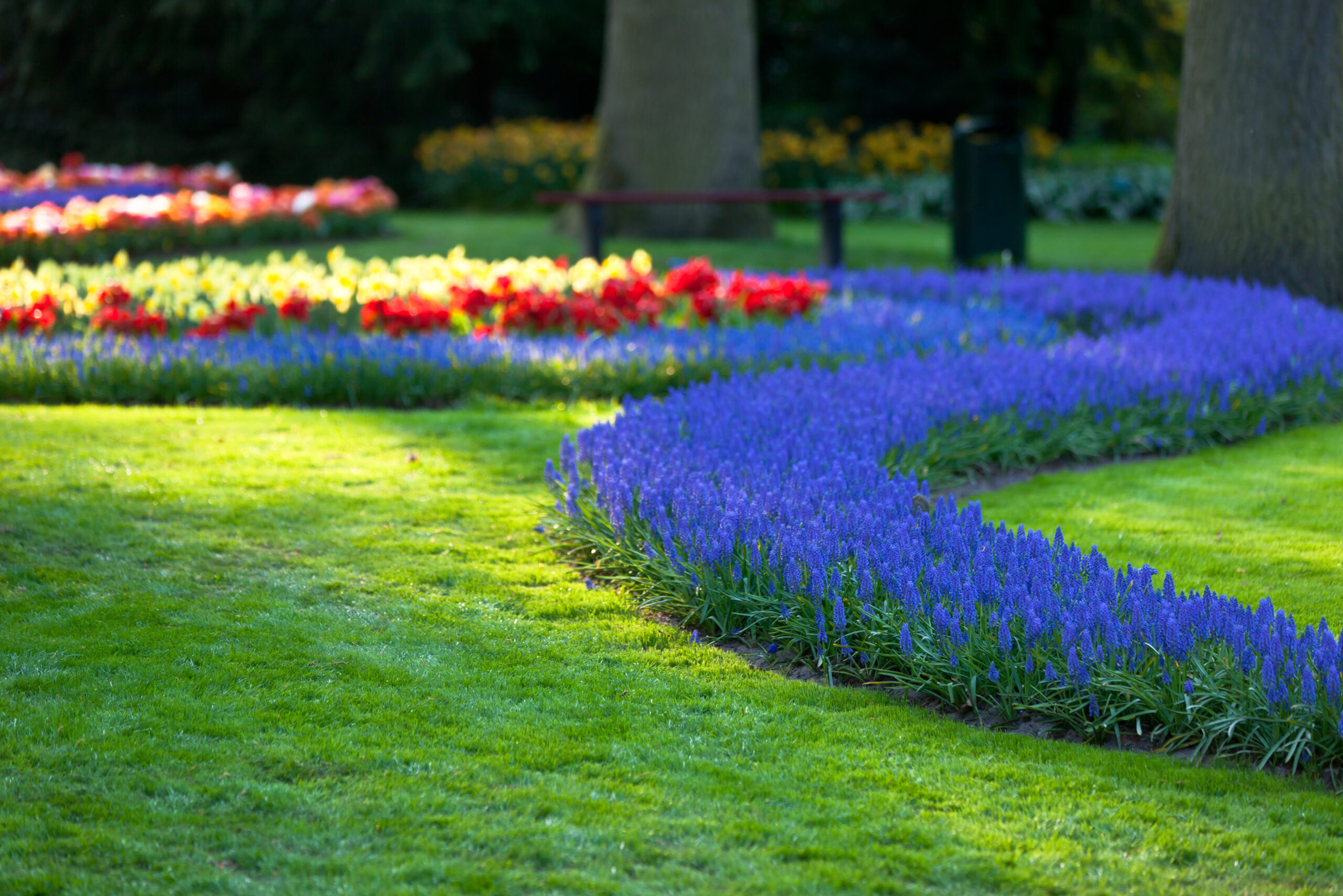 Bright flowerbed in Keukenhof - famous Holland spring flower park. Small GRIP shot