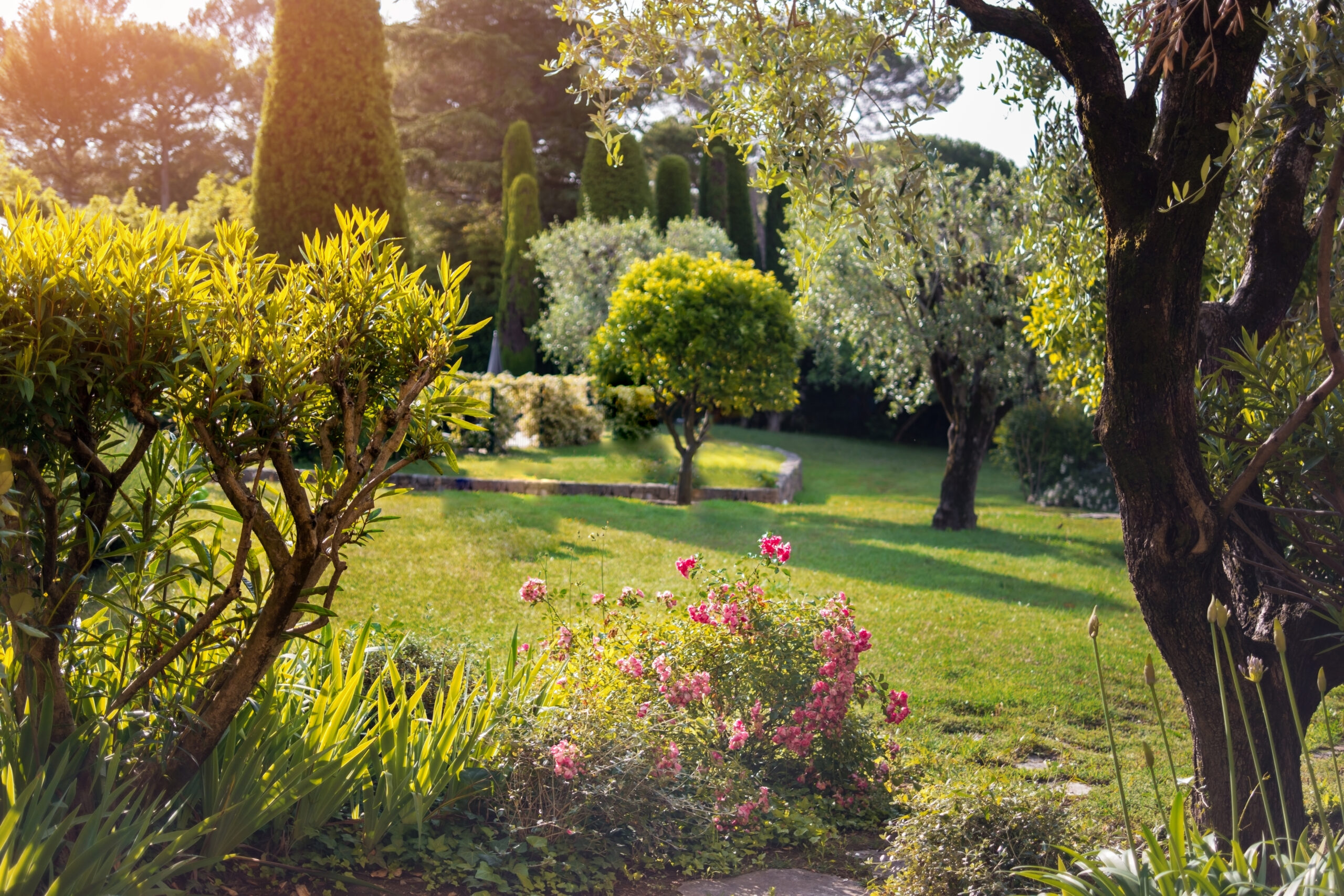 Green lawn and trees. Little pink flowers. Beauty of summer nature.
