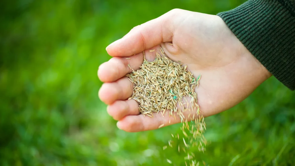 Dosiewki trawnika – zagęszczenie i regeneracja murawy