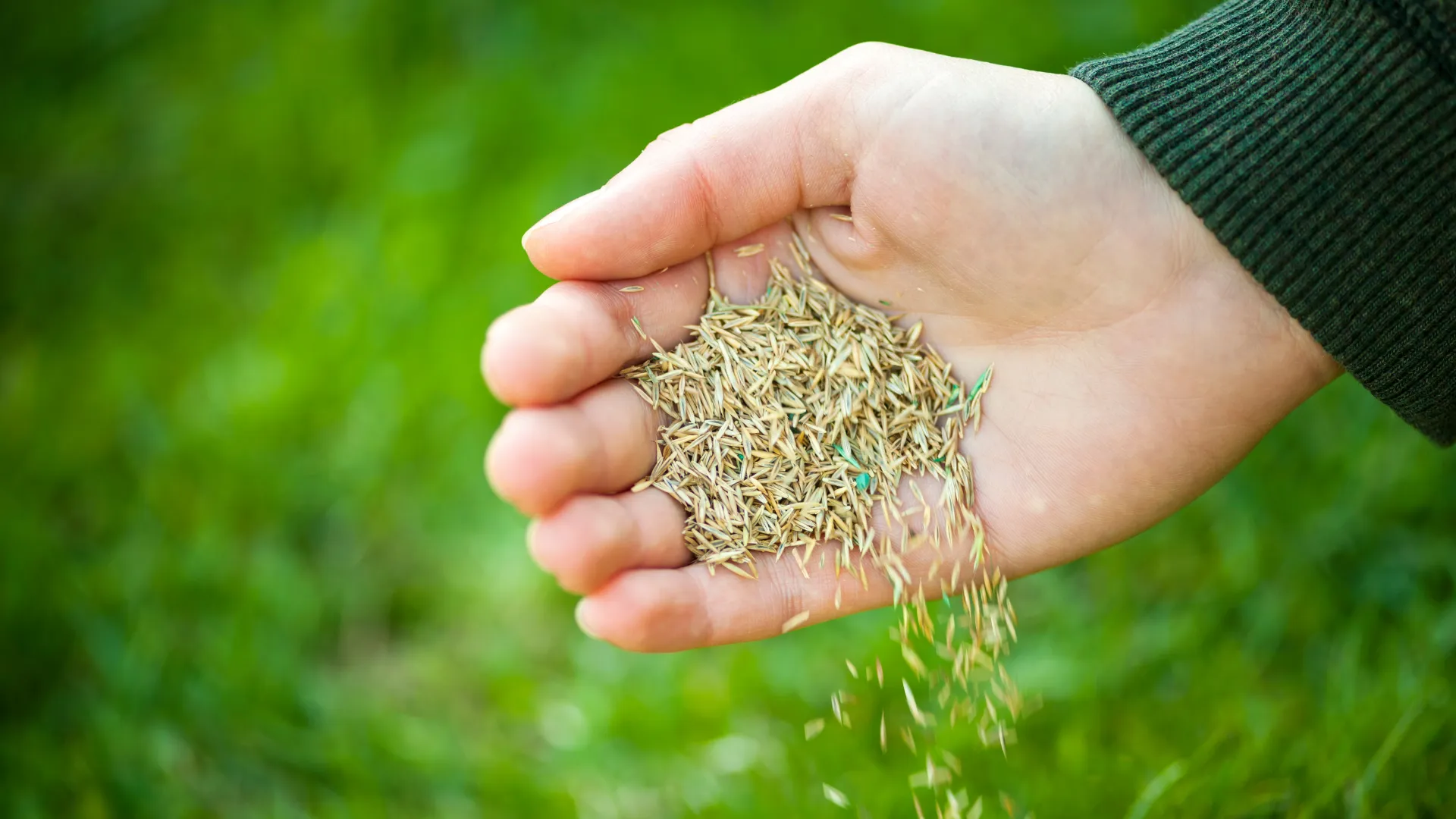 Dosiewki trawnika – zagęszczenie i regeneracja murawy