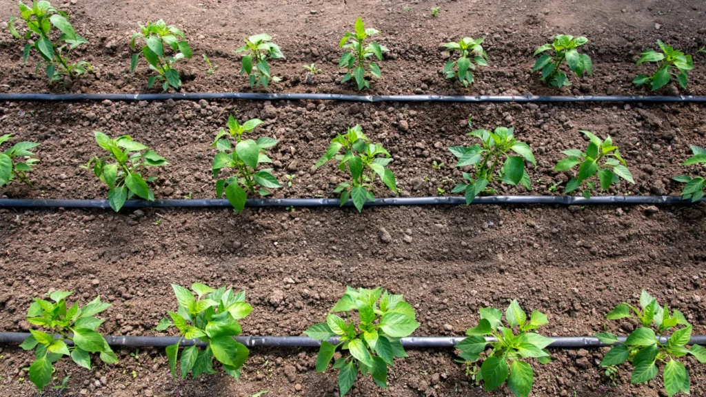 Kontrola systemu kroplującego – precyzyjne nawadnianie pod pełną kontrolą