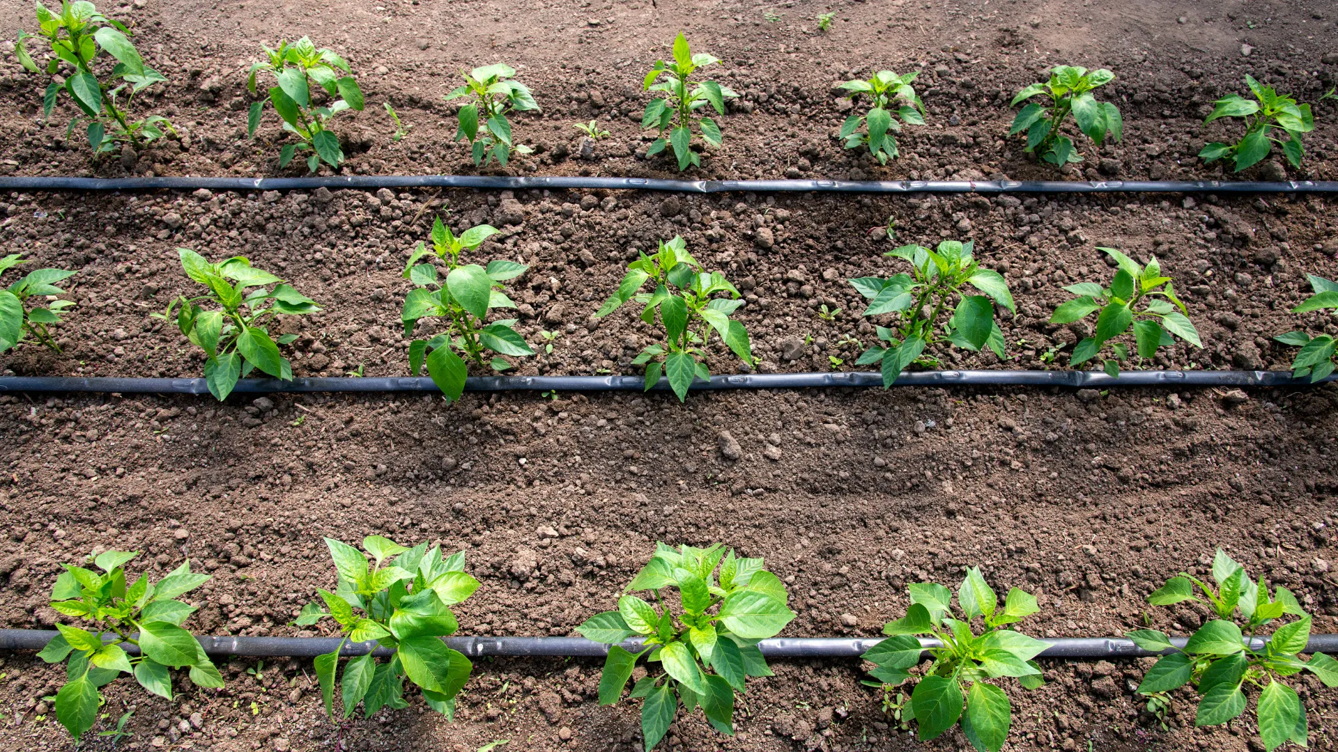 Kontrola systemu kroplującego – precyzyjne nawadnianie pod pełną kontrolą