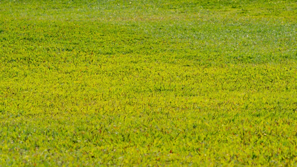 Piaskowanie trawnika – poprawa struktury i drenażu gleby