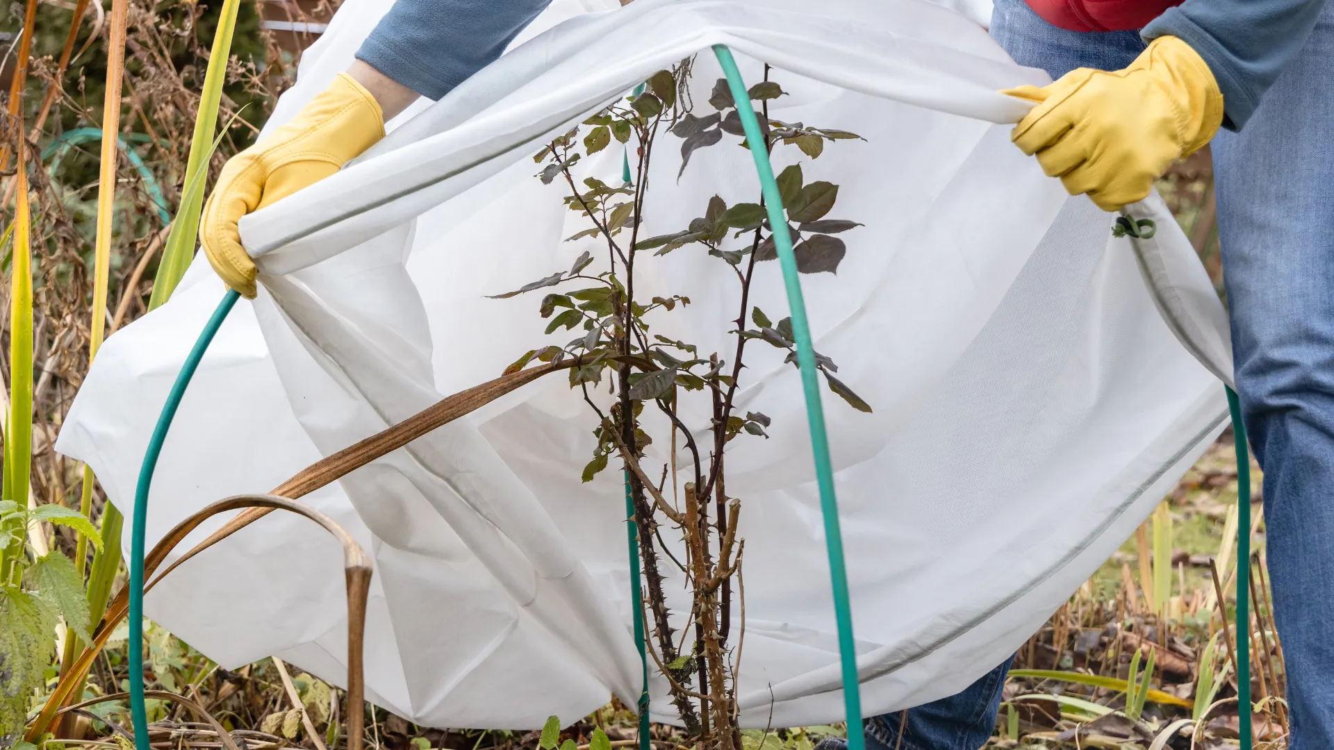 Przygotowanie ogrodu do zimy